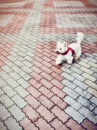 Dog on cobblestone street