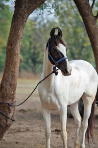 Horse standing on field