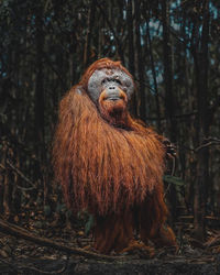 Monkey in a forest
