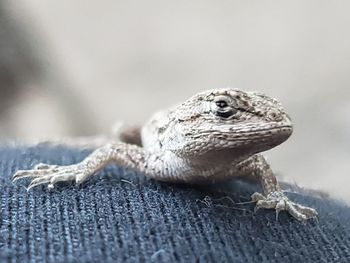 Close-up of a lizard