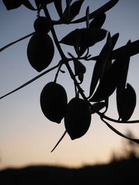 Low angle view of silhouette tree against sky at sunset