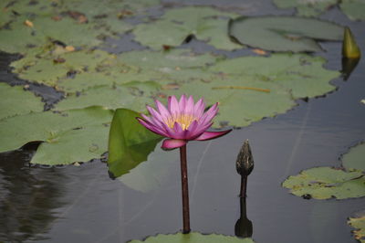 Close-up of lotus water lily in lake