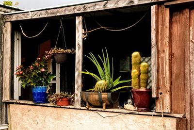 Potted plants outside house