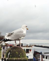 Close-up of seagull perching on wooden post against sky