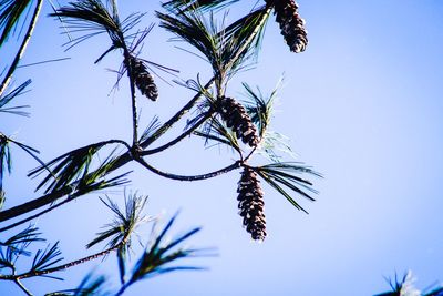 Low angle view of flower tree against clear sky