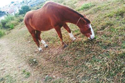 Horse grazing in field