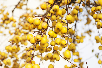 Low angle view of yellow fruits on tree