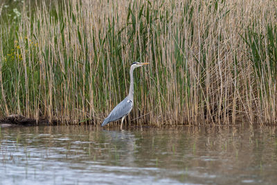 High angle view of gray heron on lake