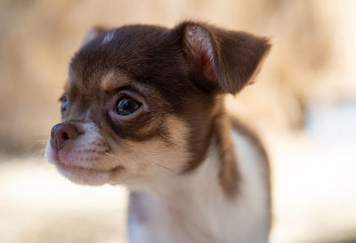 Close-up portrait of dog