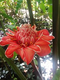 Close-up of red flower blooming outdoors