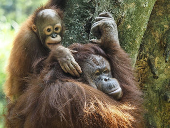 Close-up of orangutan in zoo