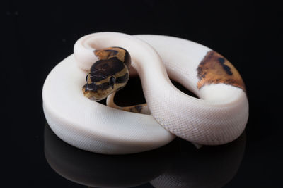 Close-up of snake against black background