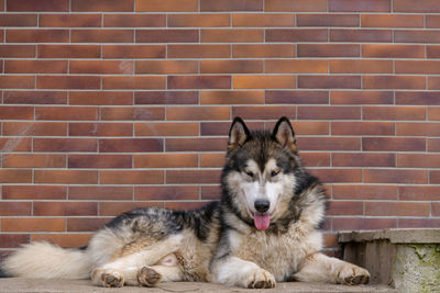 View of a dog against brick wall