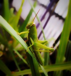 Close-up of insect on leaf