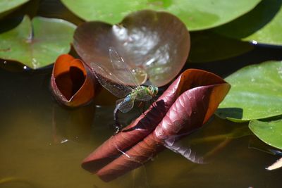Close-up of water lily