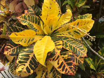 Close-up of yellow flowering plant leaves