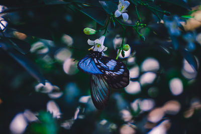 Close-up of butterfly on purple flower