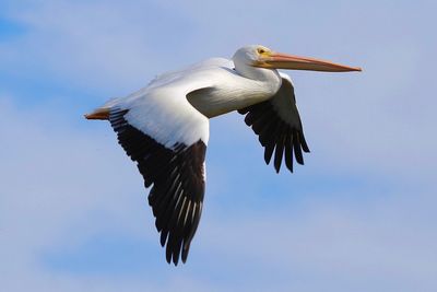 Low angle view of bird flying against the sky