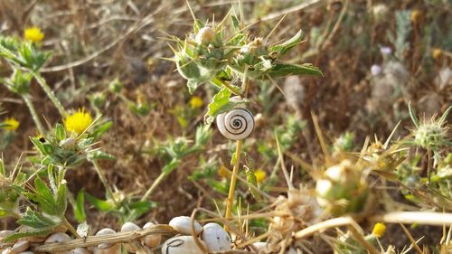 Close-up of snail on field