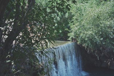 Scenic view of waterfall in forest