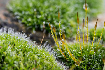 Close-up of water drops on grass