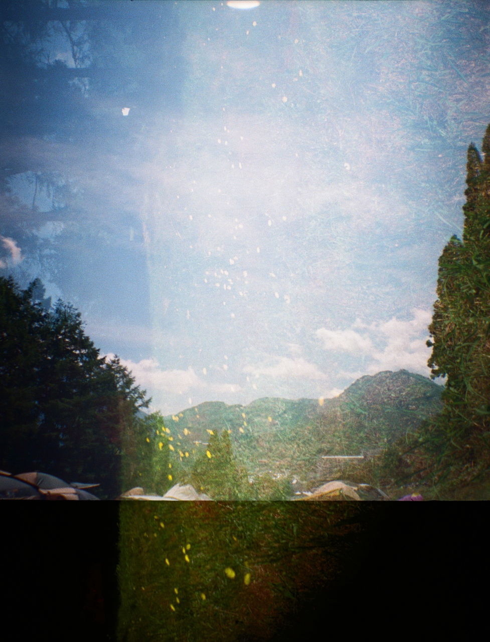 VIEW OF TREES AGAINST SKY