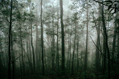 Pine trees in forest