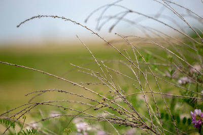 Close-up of crops on field