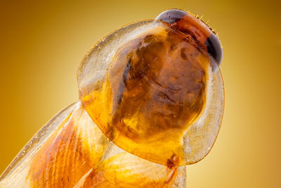 Close-up of caterpillar on leaf against orange background