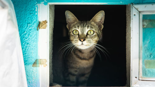 Portrait of cat on window