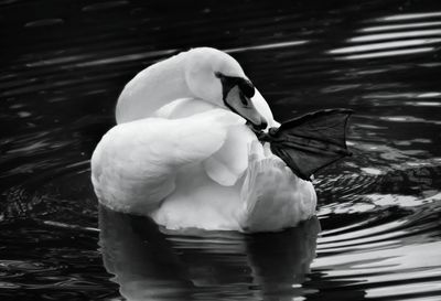 Close-up of swan preening in lake
