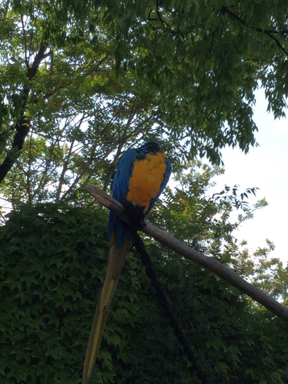 tree, animal themes, one animal, animals in the wild, perching, bird, branch, animal wildlife, low angle view, nature, green color, day, no people, growth, beauty in nature, outdoors, parrot, gold and blue macaw, macaw