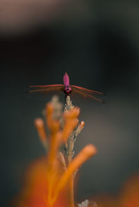 Close-up of dragonfly on plant