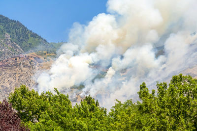 Panoramic view of trees and plants against sky