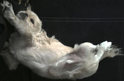 Close-up of dog against black background