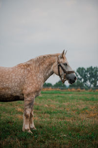Side view of a horse on field
