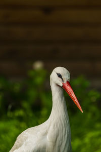 Close-up of a bird against blurred background