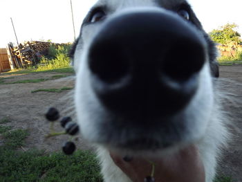 Close-up of horse on field against sky