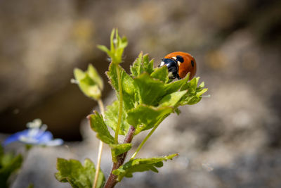 Close-up of ladybug on plant