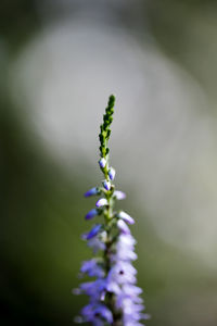 Close-up of purple flowering plant