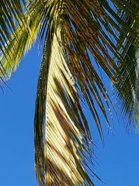 Low angle view of palm trees against clear blue sky