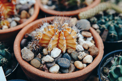 Close-up of succulent plant