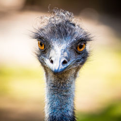 Close-up portrait of an emu