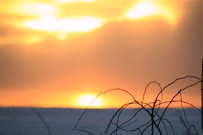 Close-up of grass against sky during sunset