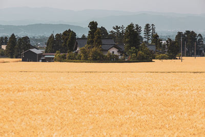 Scenic view of field by houses against sky