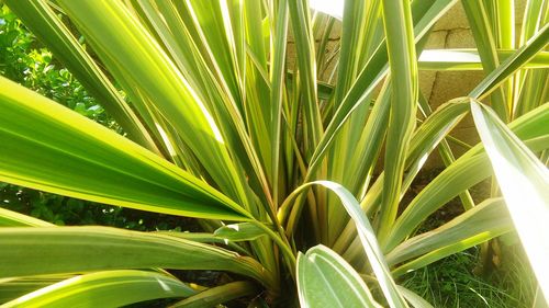 Close-up of fresh green plant