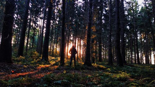 Man standing by trees in forest during autumn