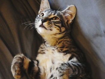 Close-up of a cat looking away