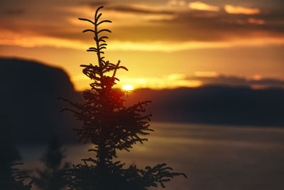 Close-up of silhouette tree against sky during sunset