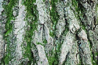 Close-up of lichen on tree trunk